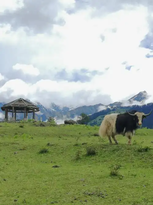 林芝鲁朗花海牧场