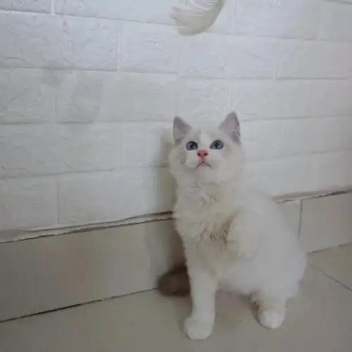 cfa蓝山双布偶弟弟