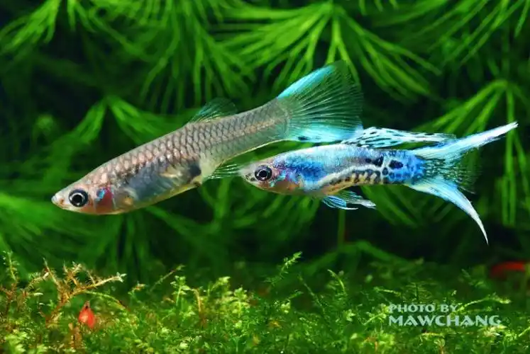 双剑- micarif - 蓝筹孔雀鱼水族世界