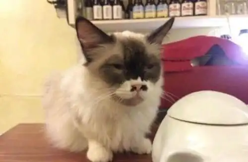 超级搞笑的丑猫大集合!是真的,有点丑哈哈哈!