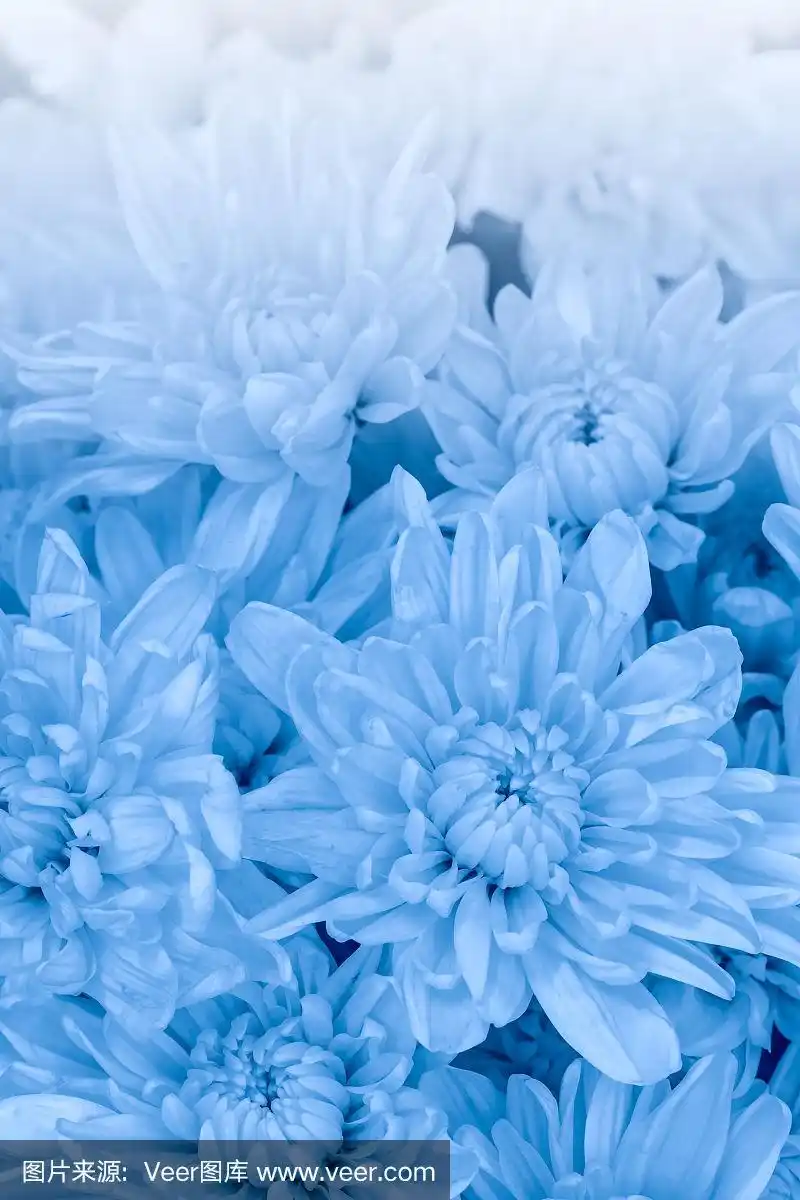 美丽的蓝色菊花图案