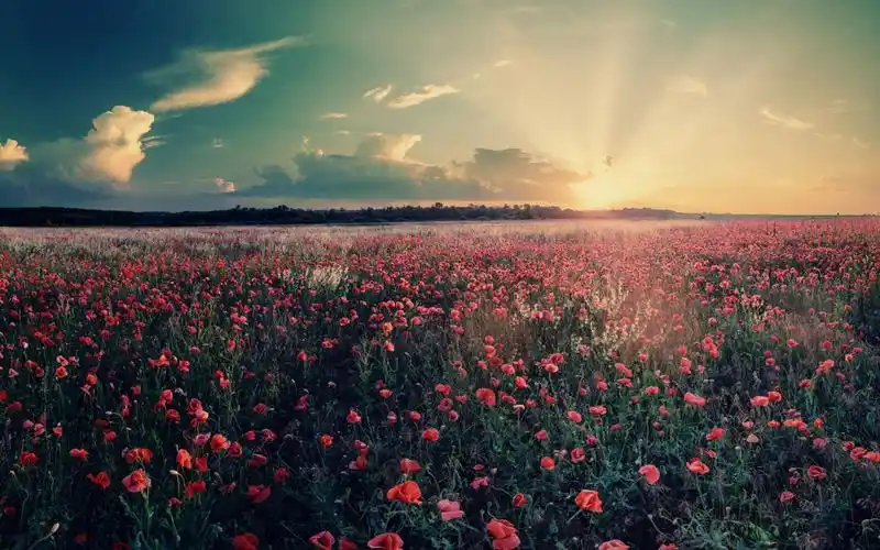 唯美风景意境,高清图片,电脑桌面-壁纸族