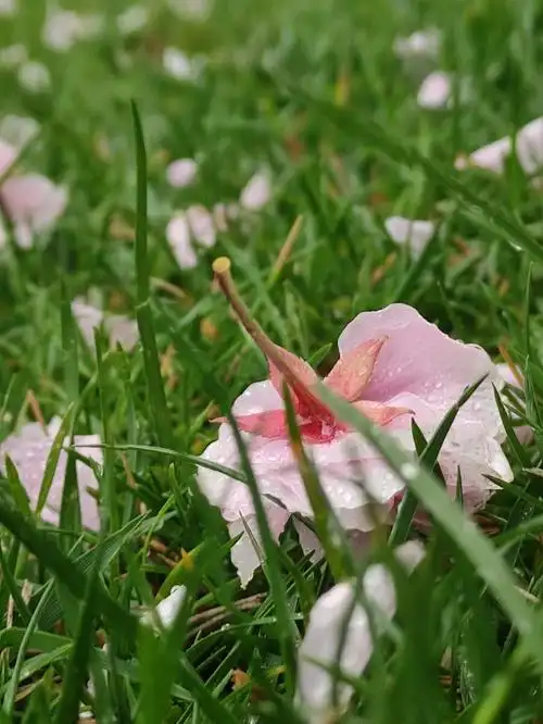 雨中落花. - 简繁有叙 - 图虫