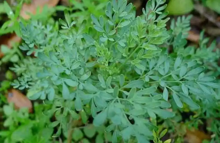 在我国的农村地区生长着各种各样的野菜,野草,这些野
