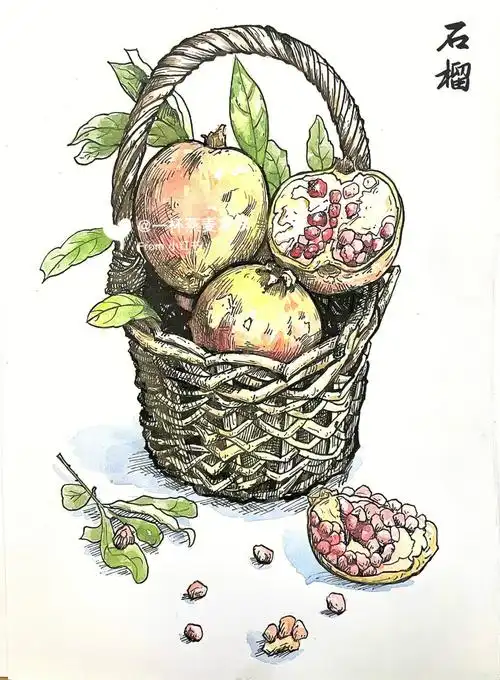 线描淡彩石榴