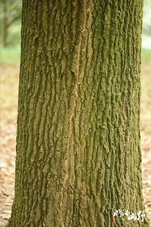 山野博物 | 好看的皮囊千篇一律,有趣的树皮百里挑一(中)_鳞片