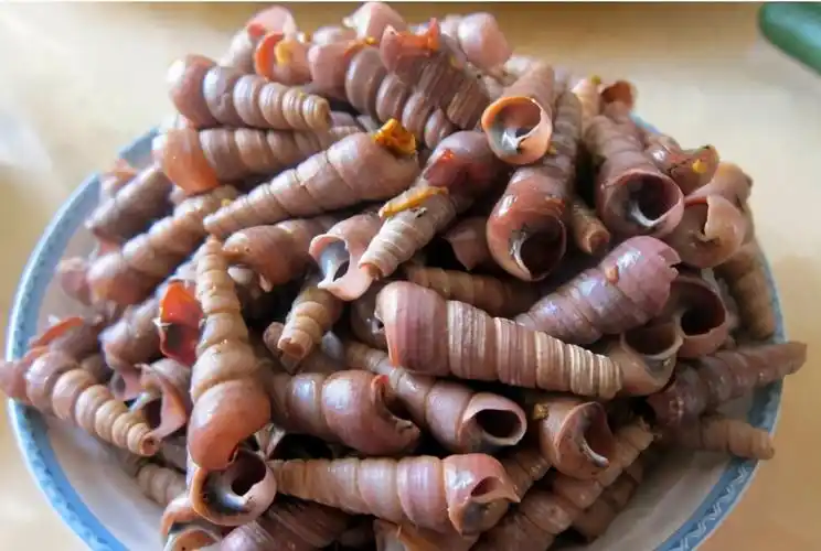 俗称:猪公螺,九层螺,螺丝螺,钻仔螺,钉螺原产地: 菲律宾,中国东南沿海