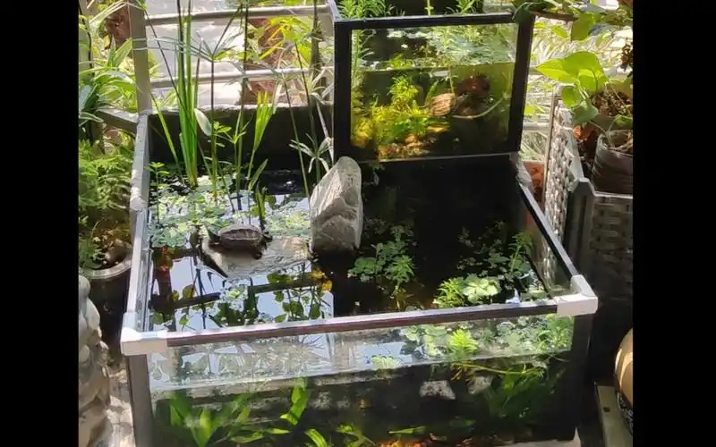 生态缸-自制龟缸过程记录/这是我的第二个缸!