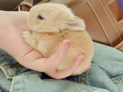 北京可爱的公主兔 找个对她好的人