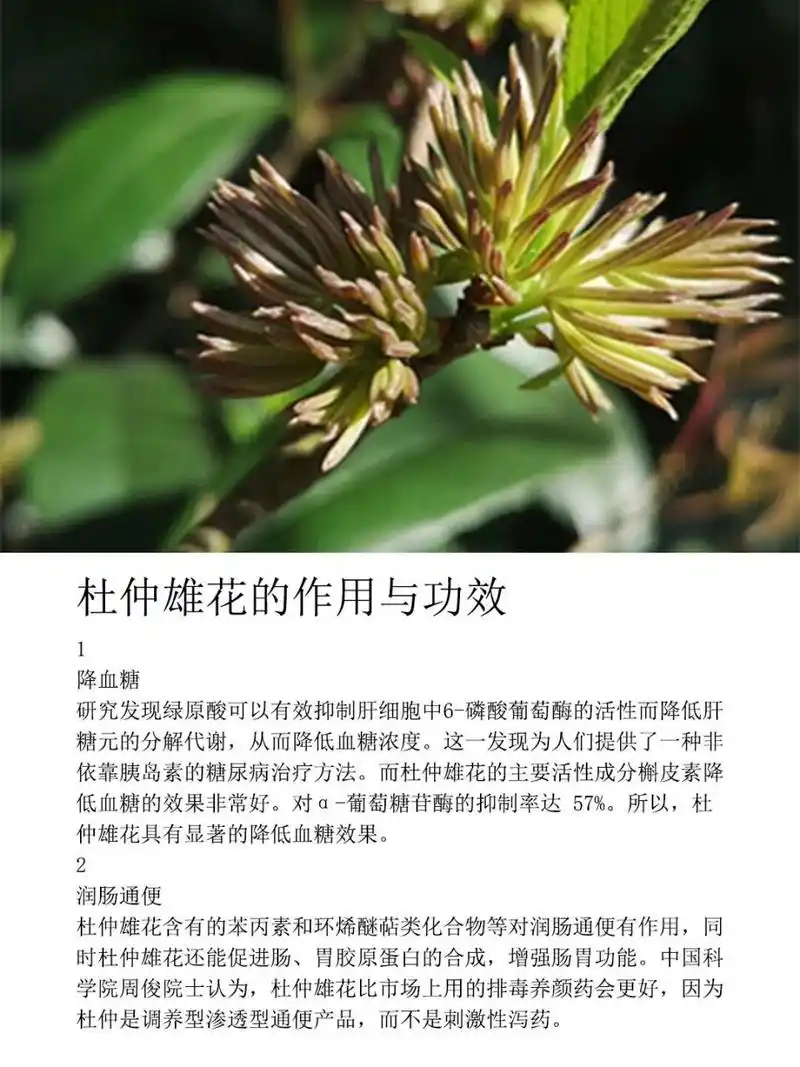 杜仲雄花的作用与功效 都说喝杜仲雄花茶好,但具体好在哪里很多人都说
