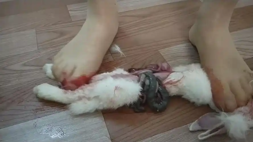 小茹肉丝,黑丝,踩双兔 9869dw - crush 踩冷血和动物 足艺阁踩踏网