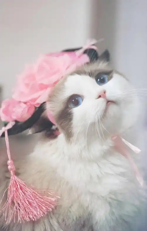 手机壁纸小清新猫咪图片大全一只可爱的喵星人