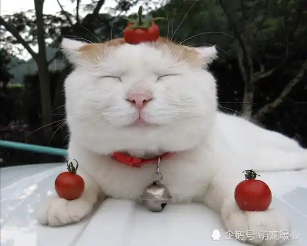 "网红猫的鼻祖" "世界上最悠闲知足的猫猫" "禅宗大师" 猫叔