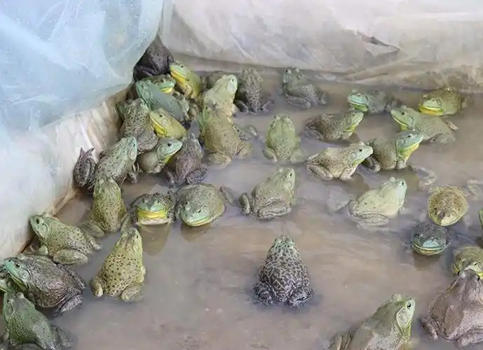 四川省眉山市专业蛙苗-四川牛蛙苗-眉山市志勤牛蛙养殖有限公司