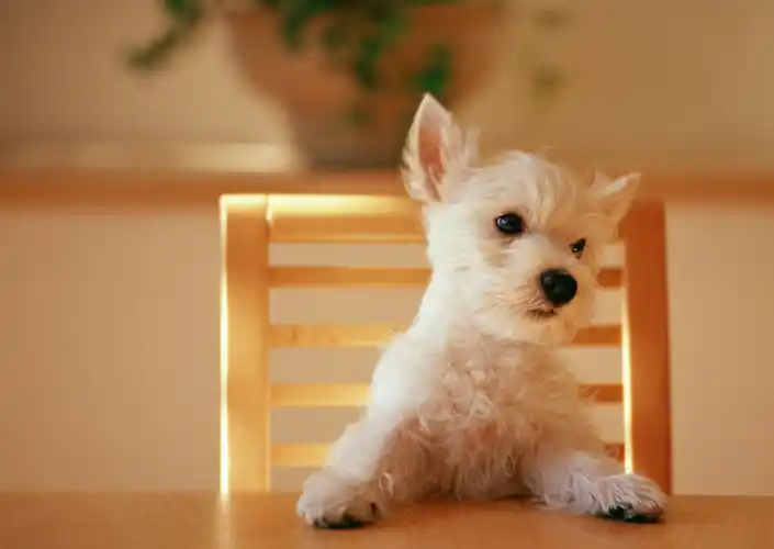 原创宠物小知识狗狗的饮食很重要日常生活中一定要注意狗狗的饮食