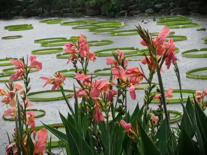 20200801池杉湖赏荷