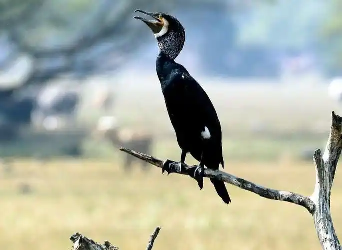 卡齐兰加国家公园(1908年建立于印度的景区)_尚可名片