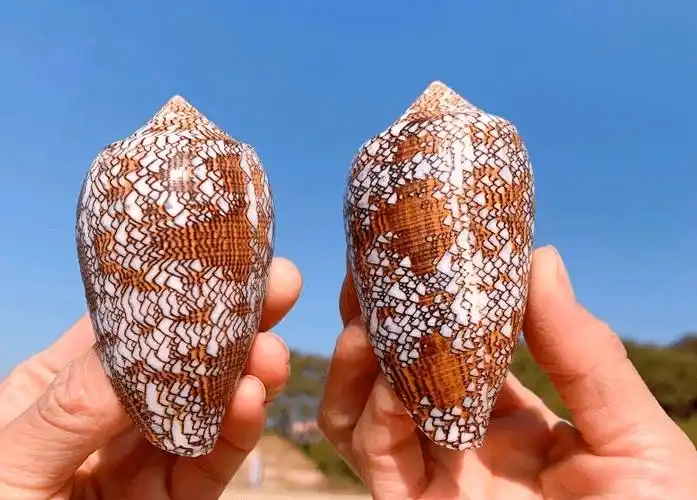 鸡心螺螺中毒王一只能毒死一桌人