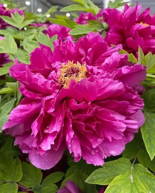 牡丹花图片欣赏