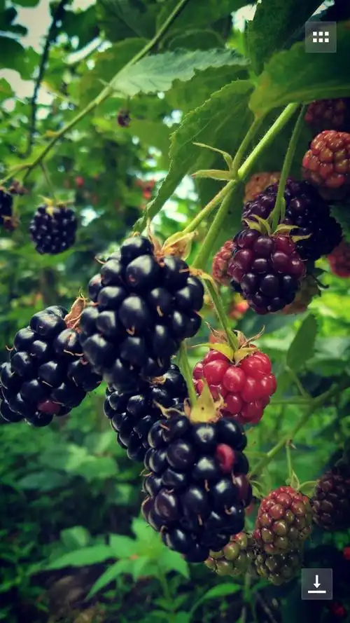 欢迎光临仙草谷黑树莓采摘体验!