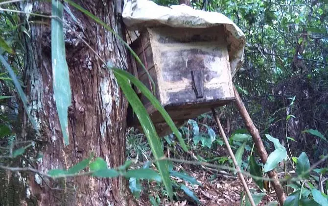 诱蜂箱来了十几只蜂能诱到吗?