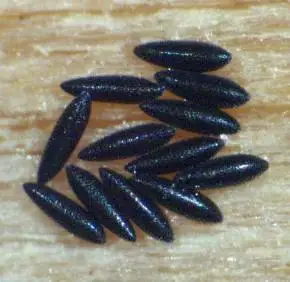 伊蚊卵粒分散,附着在水底或容器壁上.