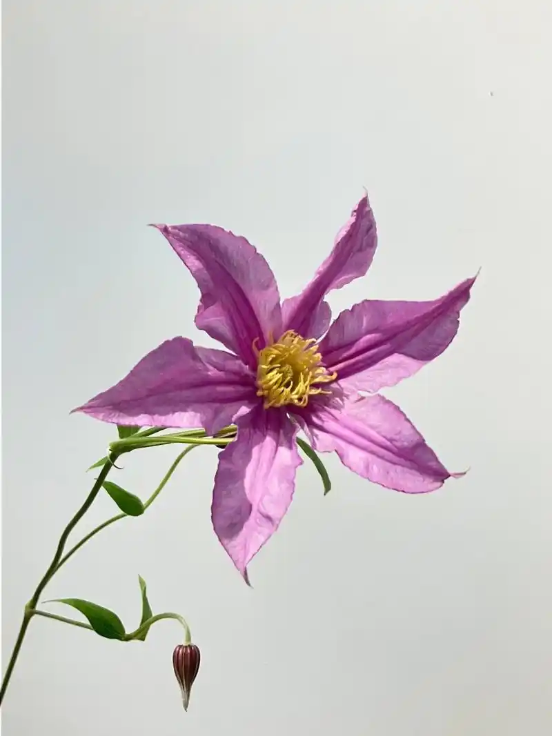 铁线莲|clematis florida thunb 养护: 铁线莲可以适当修剪一点叶子