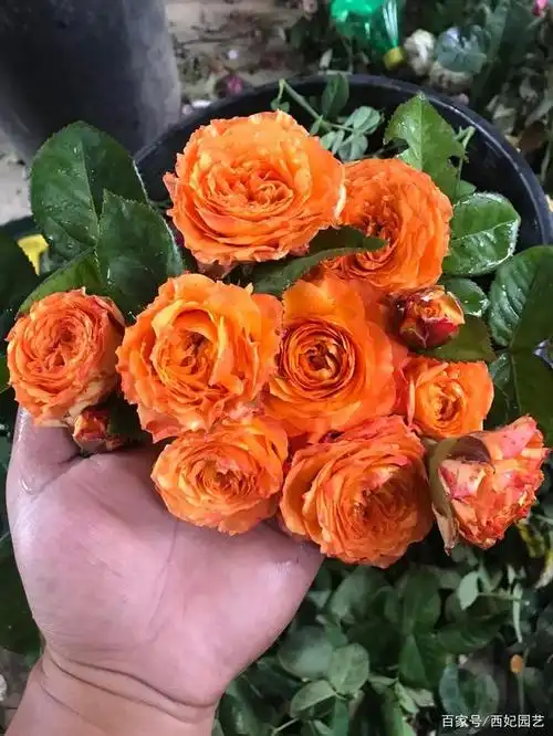 浪漫橙色属于切花品种,成年植株高度在80厘米左右,比一般的切花月季