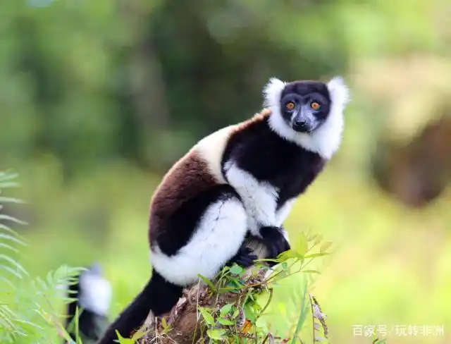 马达加斯加的国宝-狐猴