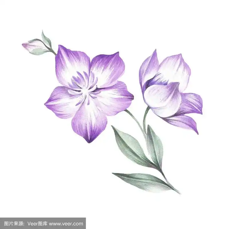 铁线莲的组成.手绘水彩插图.