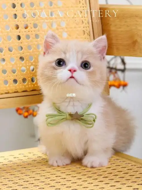 乳白矮脚猫短腿曼基康矮脚猫猫