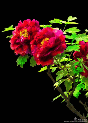 850_1184竖版 竖屏gif 动态图 动图