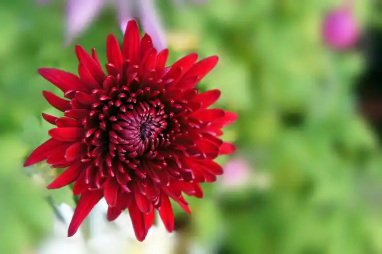 各种颜色的菊花图片菊花花卉鲜花花朵