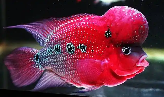 其实一般罗汉鱼成鱼价格都相对较高,鱼苗的话不仅价