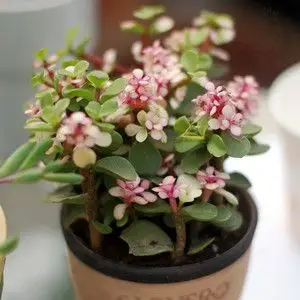 金枝玉叶植物怎么养