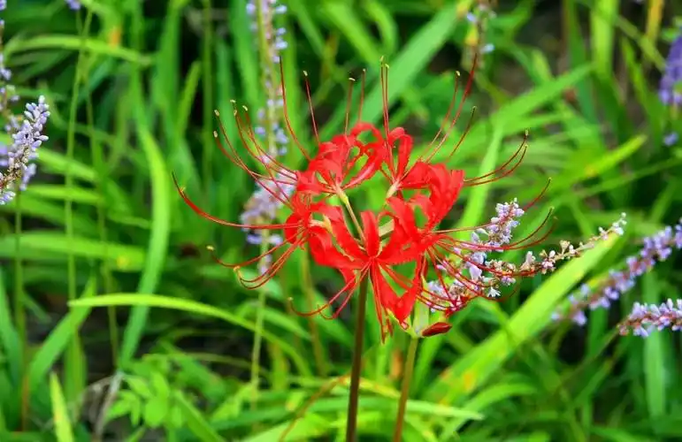 在徐州能观赏到神秘的彼岸花啦