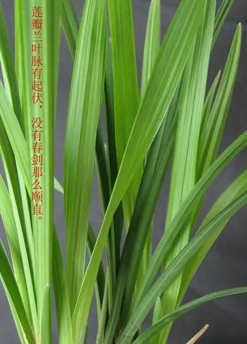 春剑,莲瓣叶片对比辨别图鉴-春兰篇-中国兰花交易网社区