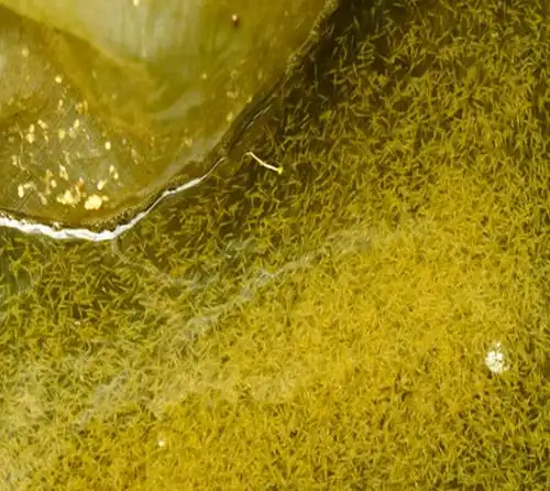 锦鲤鱼卵孵化诞生到走进鱼友之家的养殖过程图解