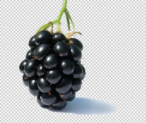 黑莓水果图片免抠png透明图层素材模板免费下载_png格式_编号27516012