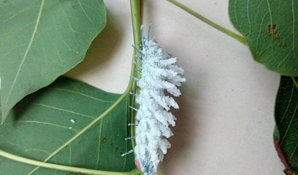 这是樗蚕蛾的幼虫.