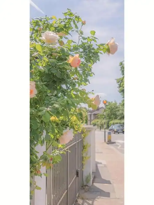 手机壁纸  #ins风壁纸  #壁纸  #全屏壁纸  #高清壁纸  #神仙壁纸