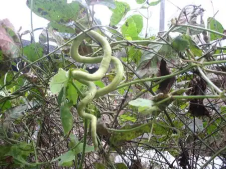 长的时候个像蛇的一种植物可以吃叫什么