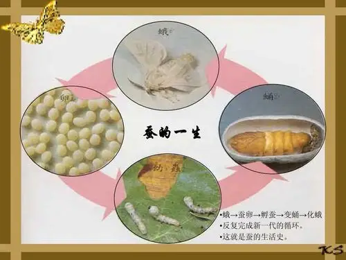 蚕的一生