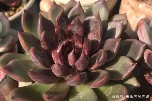 多肉植物黑玫瑰,黑得不止让人有点恶心,而且看了让人心惊胆战