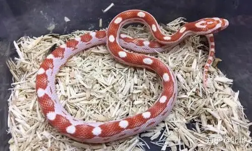 温顺无毒,寿命可达20多年,但是肠胃需要多多注意,很多新手的玉米蛇都