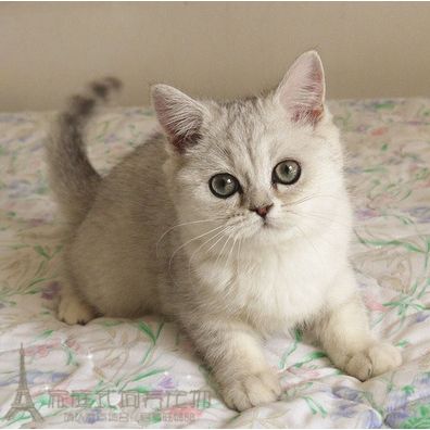 出售宠物活体纯种英国短毛猫英短银渐层大眼睛幼猫可爱p