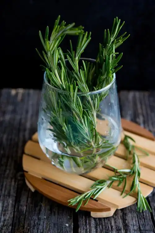 迷迭香可以放卧室吗,会很香吗 迷迭香能放卧室吗