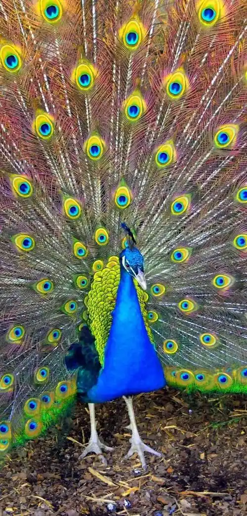 孔雀开屏是什么意思(别人说你孔雀开屏是什么意思)_环球信息网