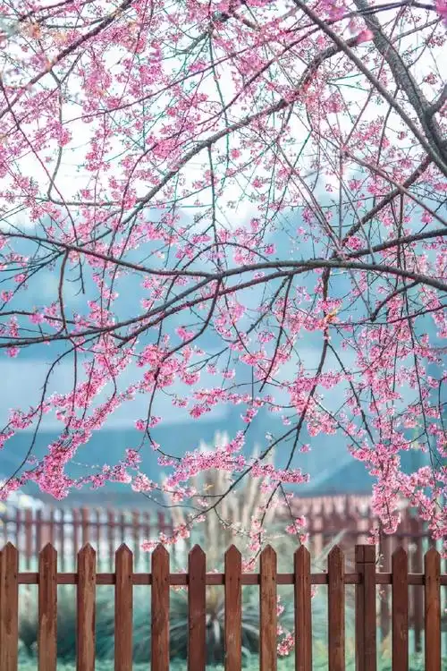 好好看呀,这个地方真的太日系  手机就能拍出这么好看的照片你敢信
