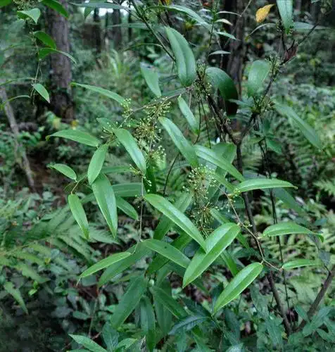 鲜土茯苓的功效与作用土茯苓对女人有什么功效